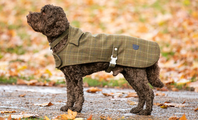 dog wearing a tweed jacket