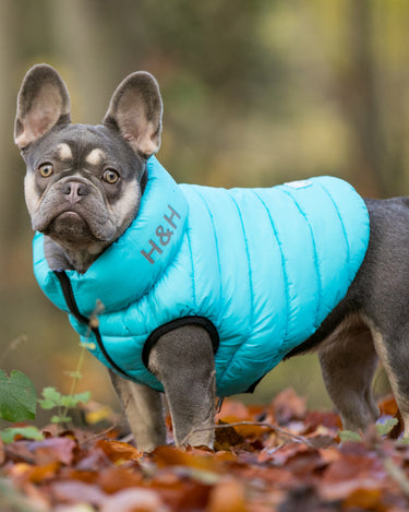 Reversible Dog Puffer Jacket - Light Blue and Grey Lifestyle