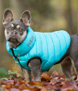 Reversible Dog Puffer Jacket - Light Blue and Gray Lifestyle