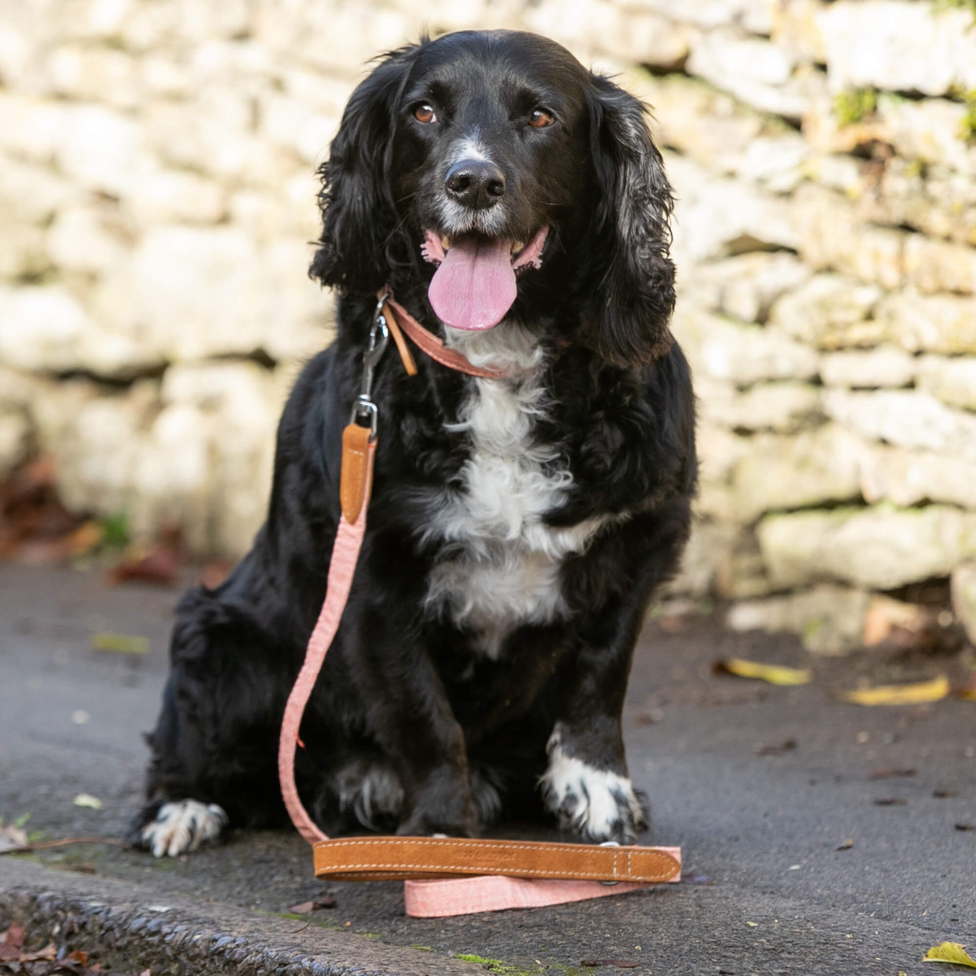 Orange Fabric and Suede Leather Dog Collar