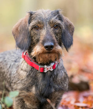 Mesh Dog Collar - Red Lifestyle
