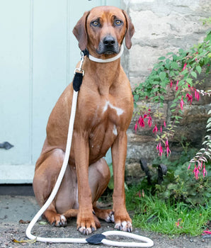 Rope and Suede Leather Dog Lead - Black Lifestyle