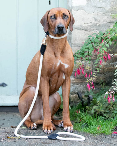 Rope and Suede Leather Dog Lead - Black Lifestyle