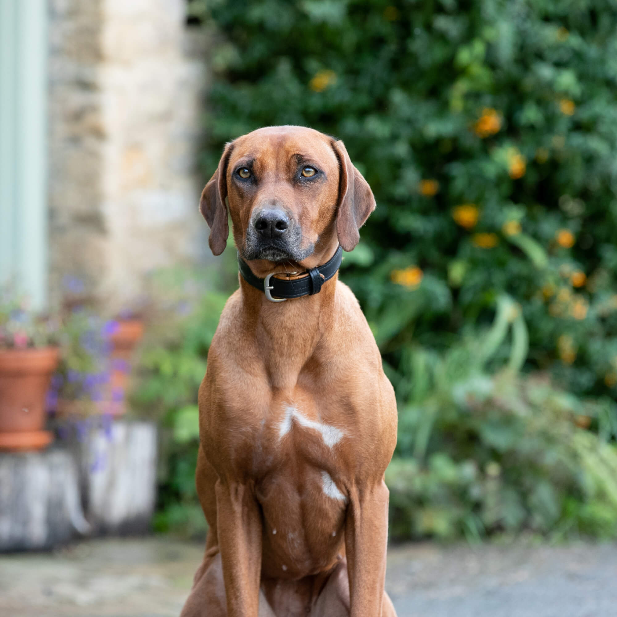Padded Leather Dog Collar