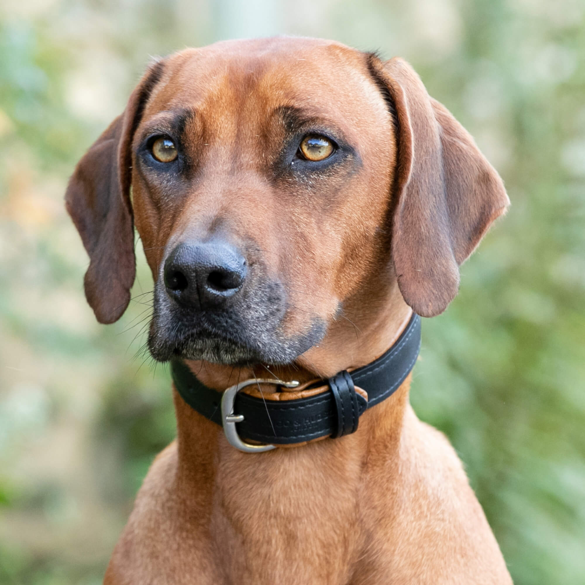 Padded Leather Dog Collar