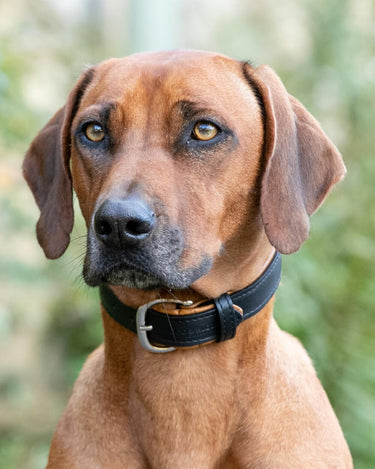 Padded Leather Dog Collar - Black and Brown Lifestyle