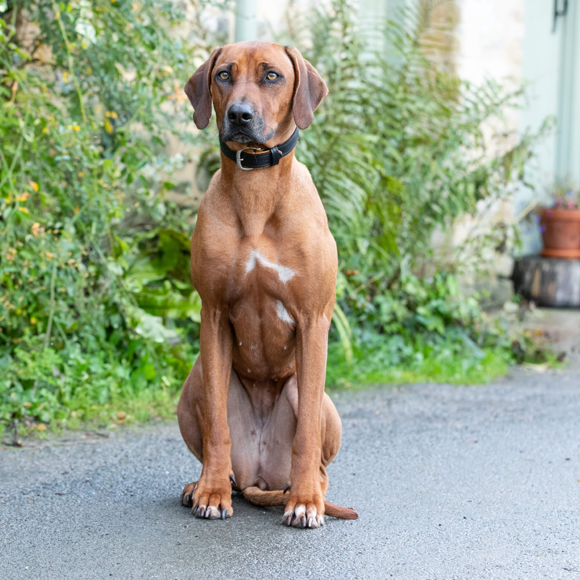 Padded Leather Dog Collar