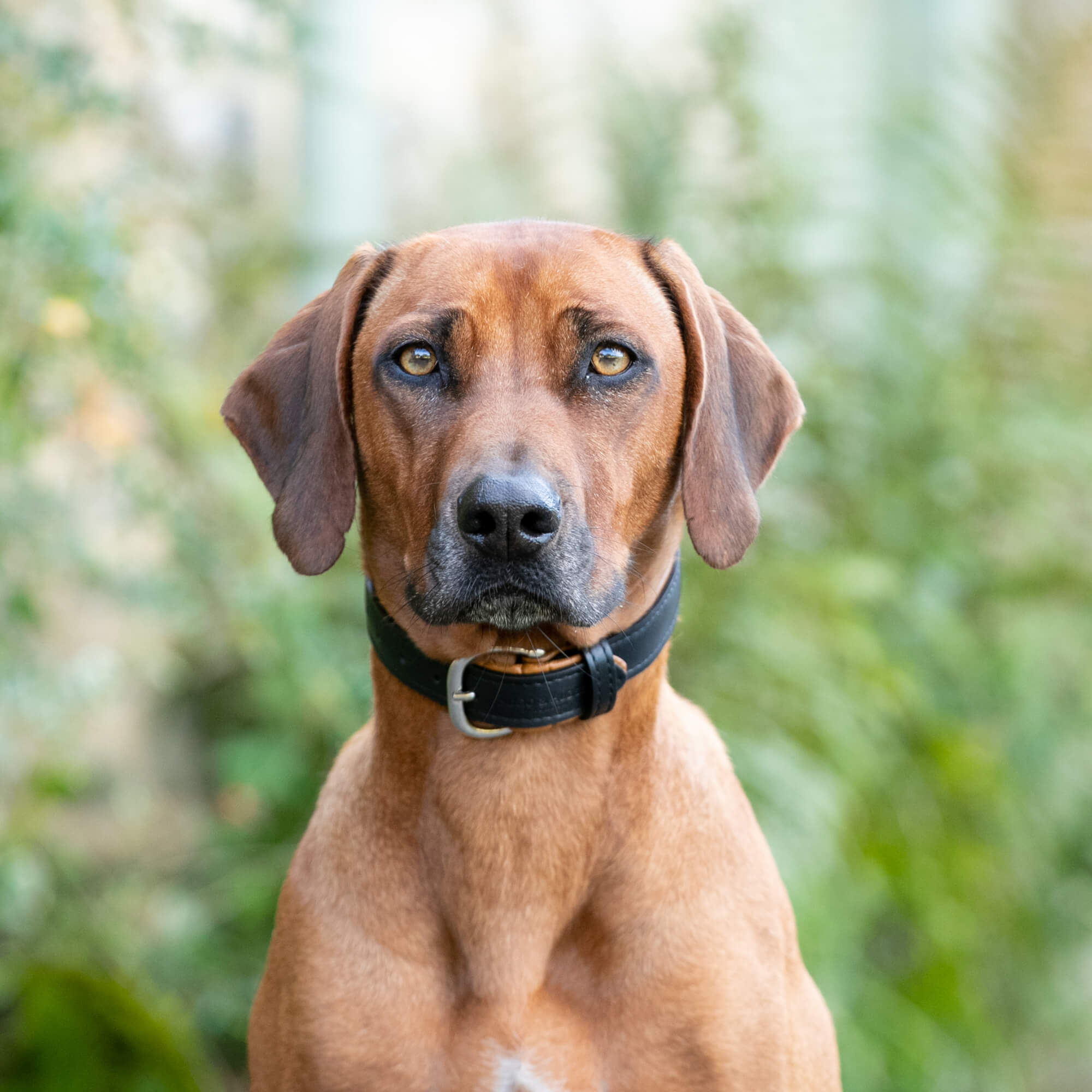 Padded Leather Dog Collar