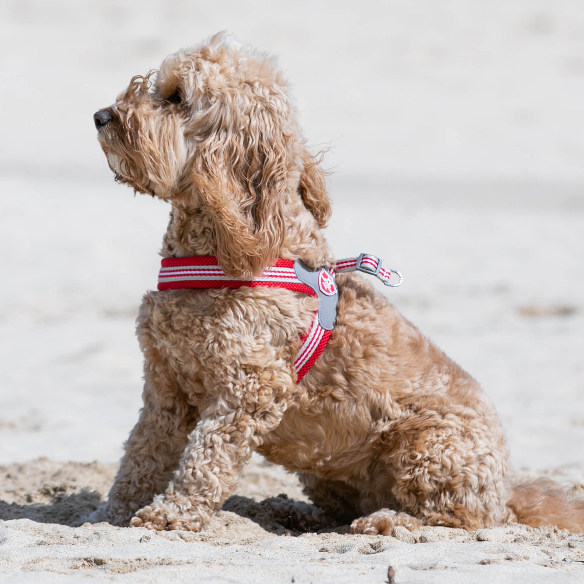 Red Easy Walk Dog Harness