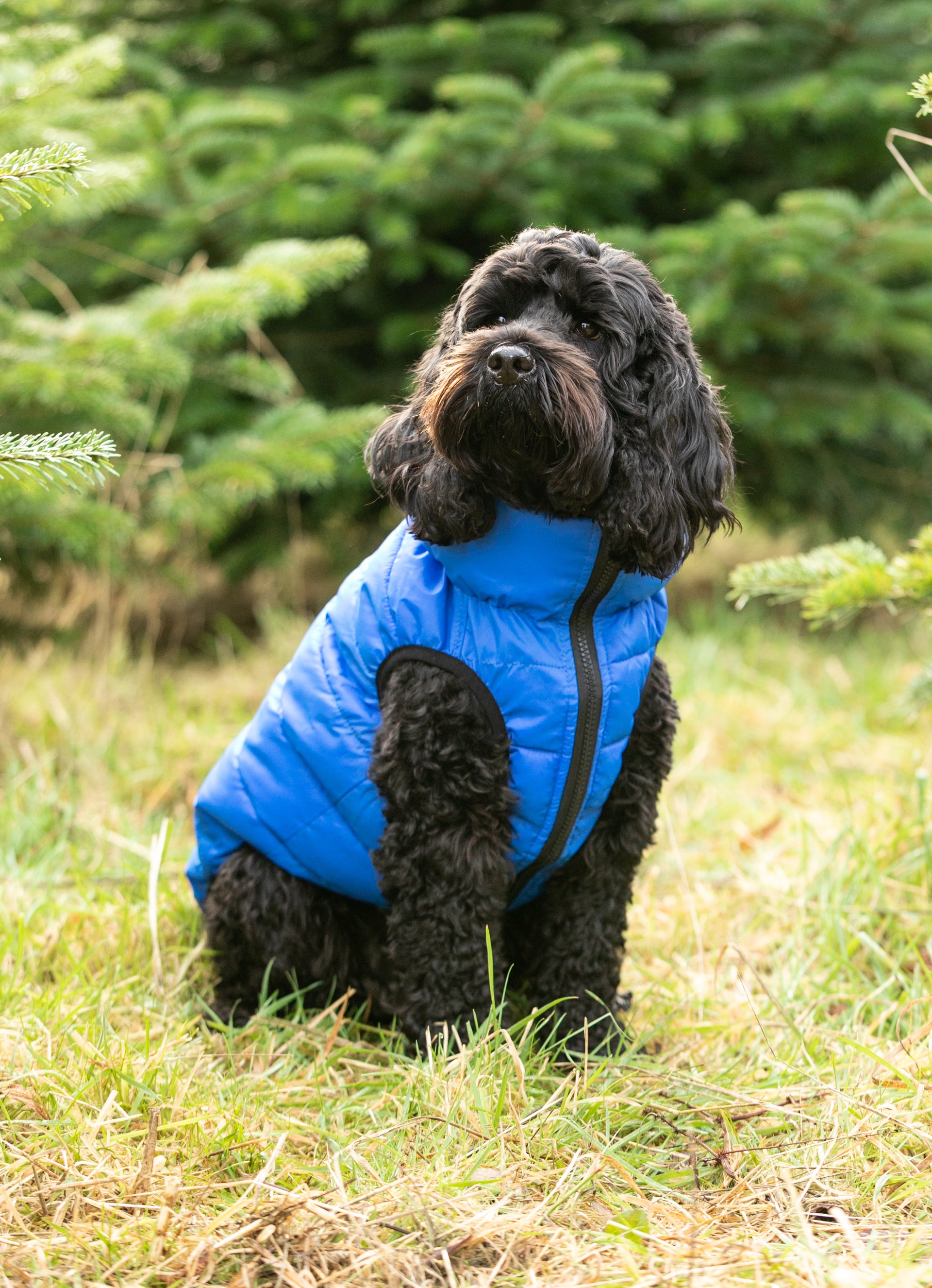 Blue and Navy Dog Puffer Jacket Hugo & Hudson London