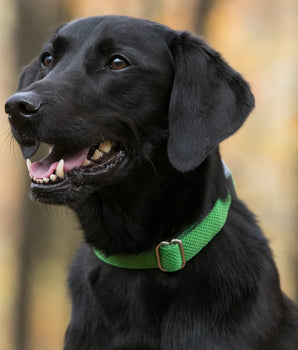 Mesh Dog Collar - Green Lifestyle