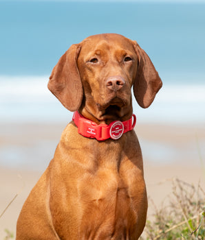 Waterproof Dog Collar - Red Lifestyle