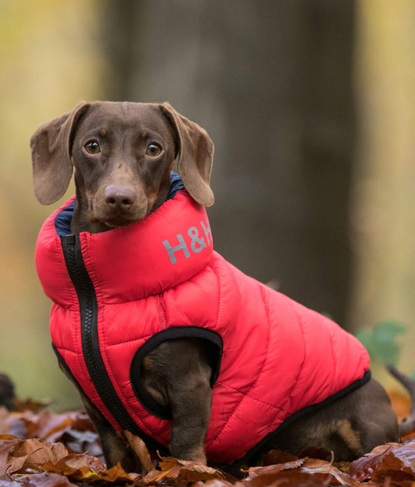 Luxury Dog Apparel and Accessories Hugo & Hudson London