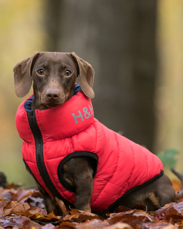 Reversible Dog Puffer Jacket - Red and Navy Lifestyle