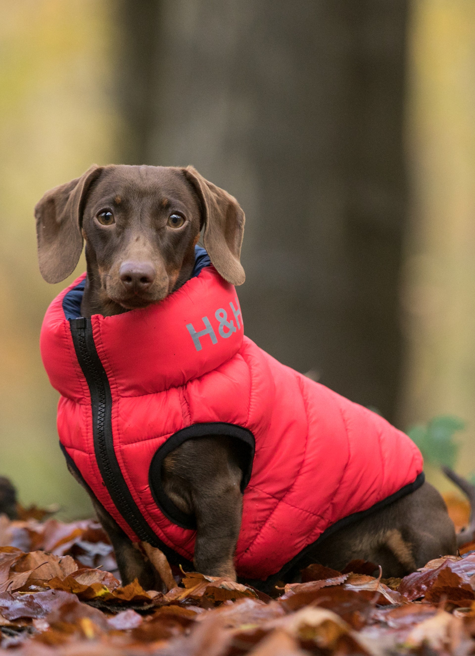 Red and Navy Dog Puffer Jacket Hugo & Hudson London