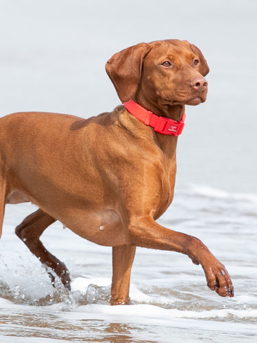 Waterproof Dog Collar