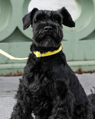 Mesh Dog Collar - Yellow Lifestyle