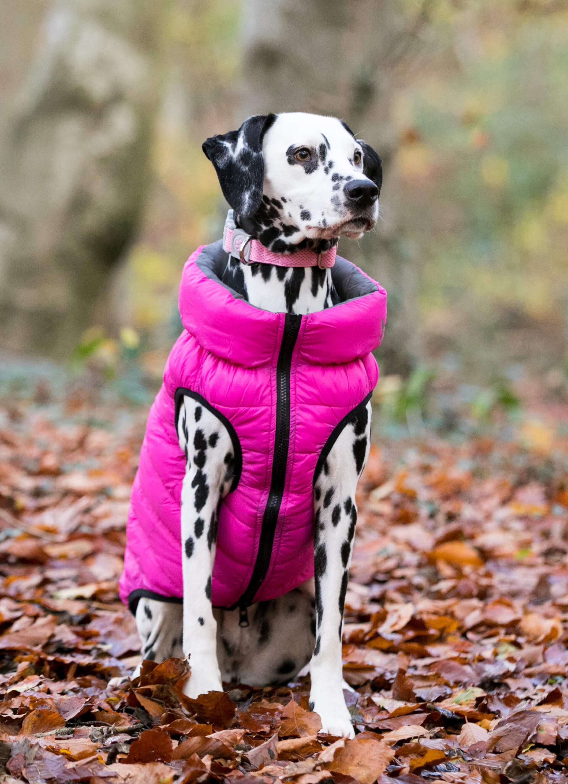 Pink and Grey Dog Puffer Jacket Hugo & Hudson London