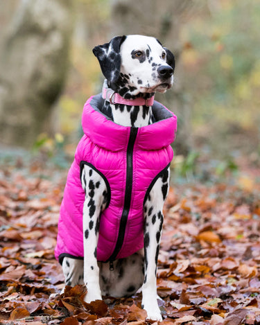 BIG DOG -  Lightweight Pink Puffer main image 0
