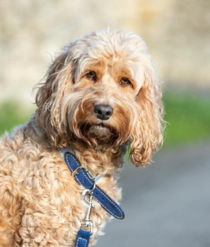 Fabric and Suede Leather Dog Collar - Blue Lifestyle