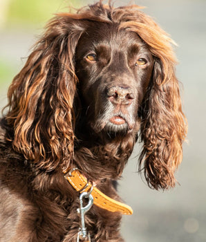 Fabric and Suede Leather Dog Collar - Orange Lifestyle