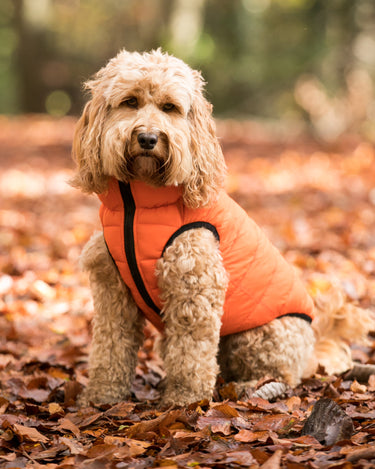 Reversible Dog Puffer Jacket - Orange and Navy Lifestyle