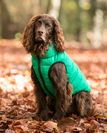 Reversible Dog Puffer Jacket - Dark Green and Gray Lifestyle