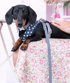 Fabric Dog Lead - Navy Star Lifestyle