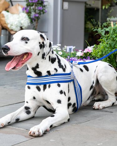 Easy Walk V Dog Harness - Royal Blue - Lifestyle
