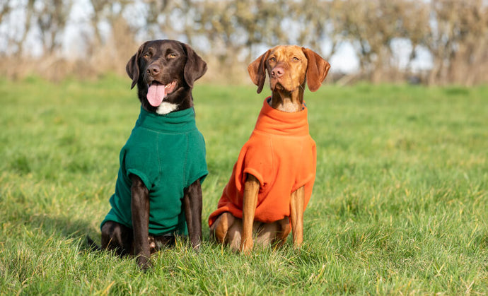 Dogs wearing jumpers