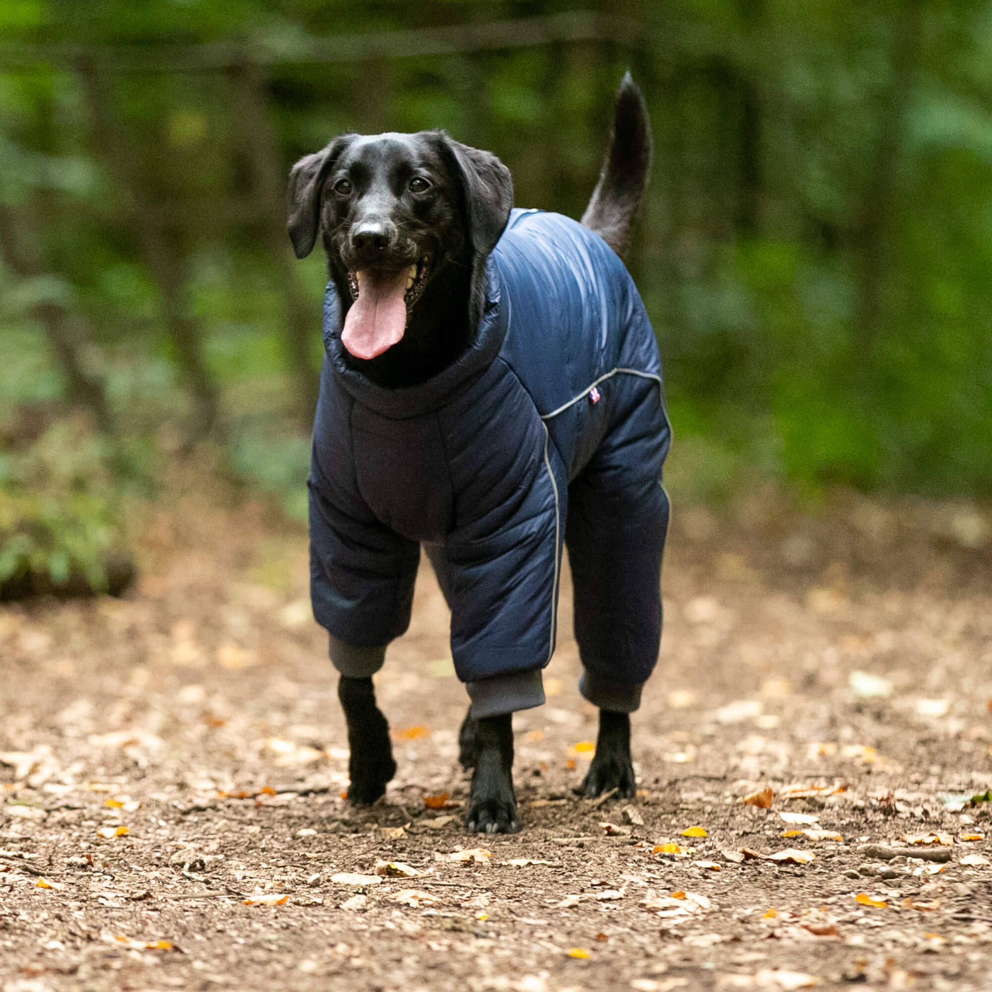 Outdoor Winter Dog Suit