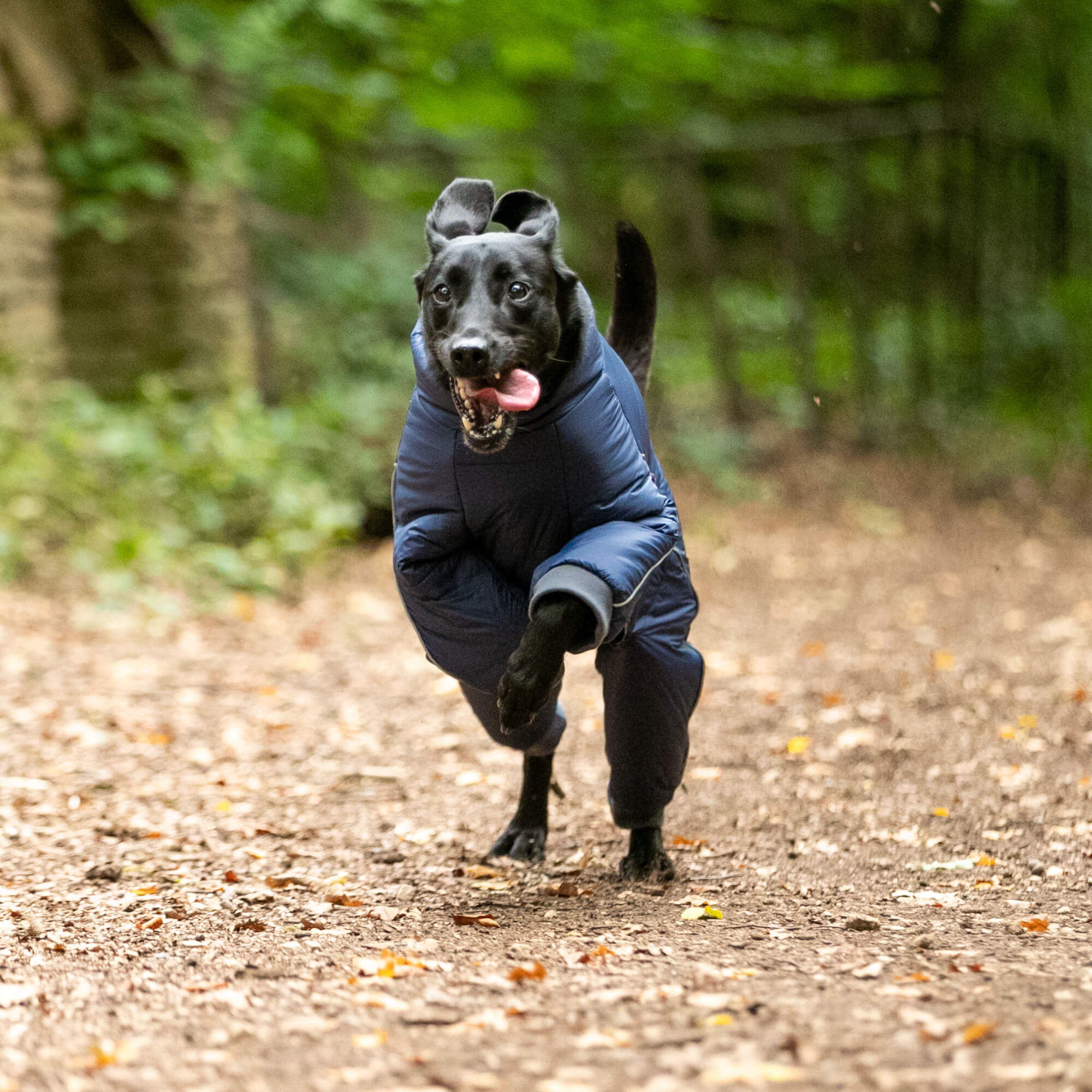 Outdoor Winter Dog Suit