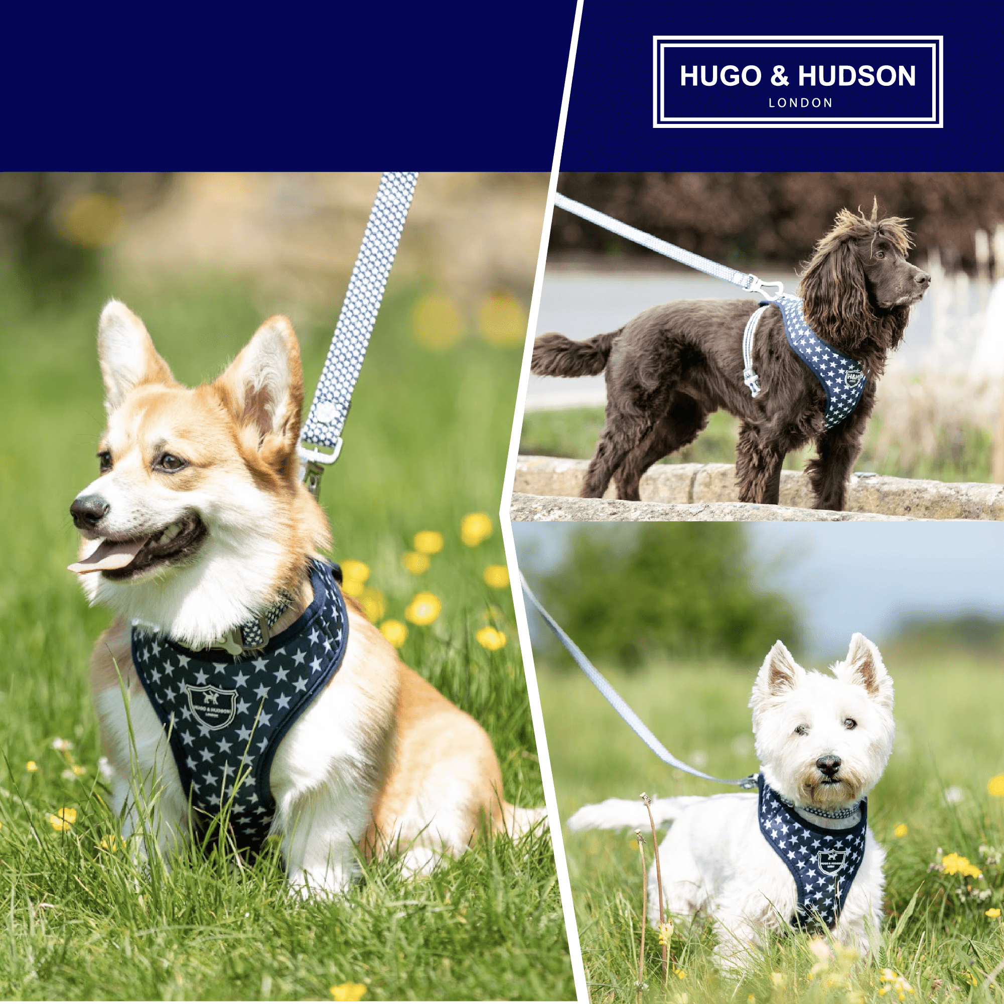 Matching harness top and leash