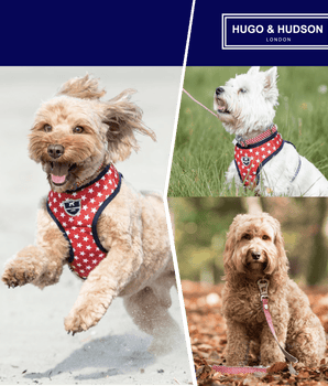 Matching Collar, Lead and Harness Set - Red Star