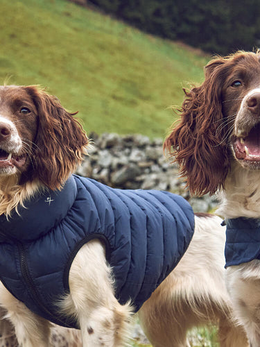 Premium Pet Accessories for Dogs Hugo Hudson London