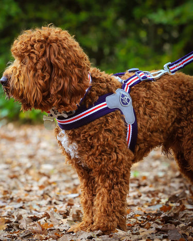 Easy Walk V Dog Harness - Navy - Lifestyle