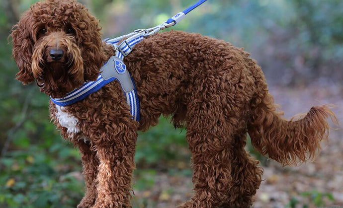 dog wearing harness