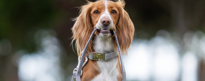 Dog carrying lead in mouth