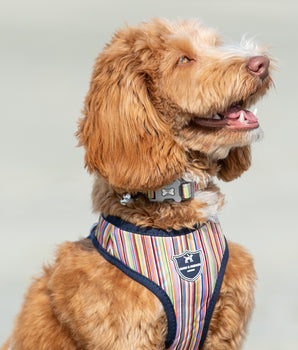 Hundehalsband aus Stoff – gestreift, mehrfarbig