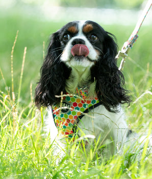 Hundehalsband aus Stoff – geometrisch, mehrfarbig