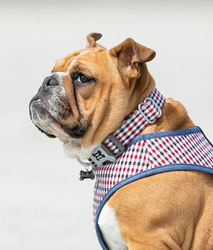 Hundehalsband aus Stoff – Kariert in Marineblau und Rot