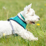 Fabric Dog Collar - Striped Navy and Green
