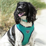 Fabric Dog Collar - Striped Navy and Green