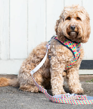 Fabric Dog Lead - Geometric Multi-colour