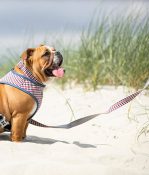 Hundeleine aus Stoff – Kariert in Marineblau und Rot