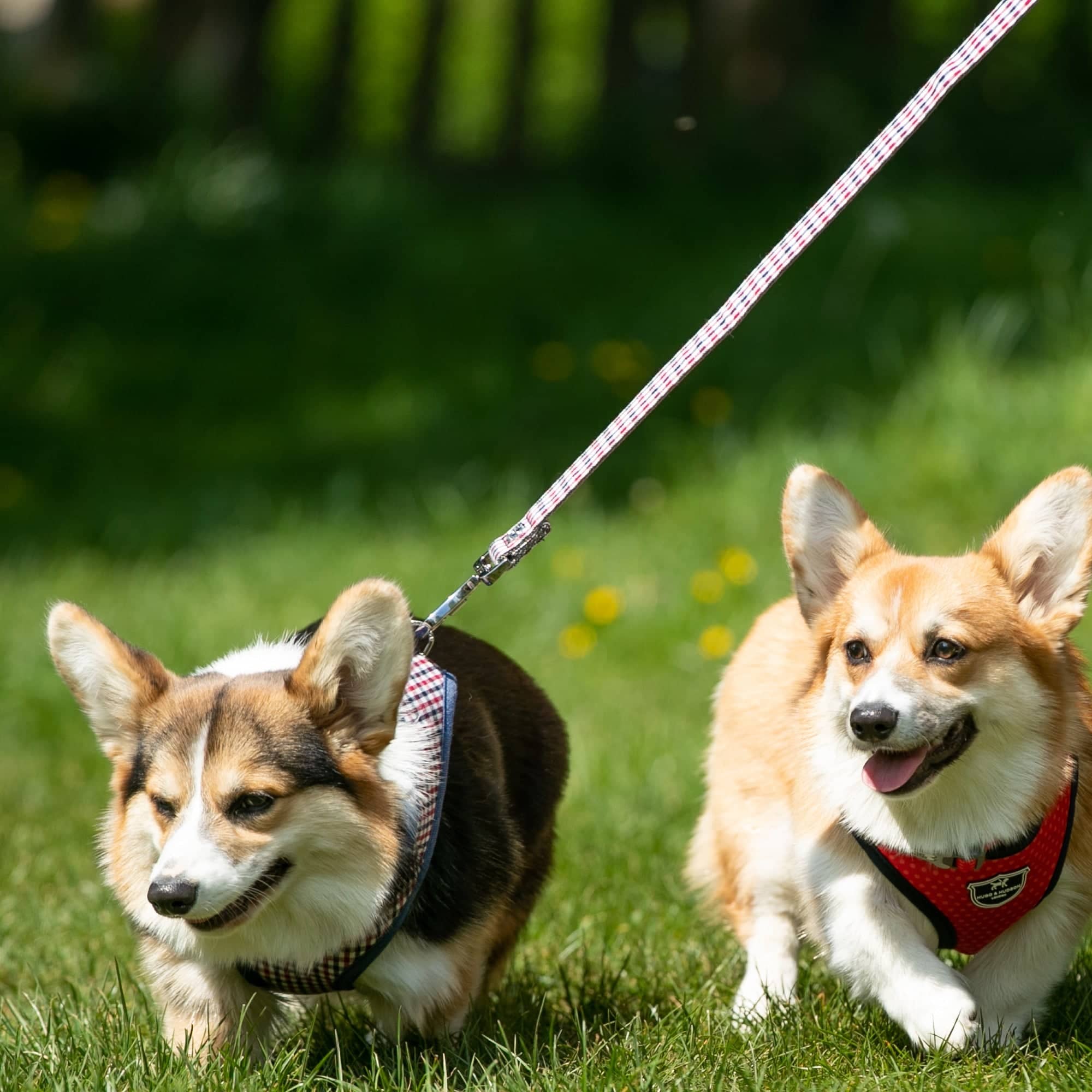 Fabric Dog Lead Checked Navy and Red Hugo & Hudson London