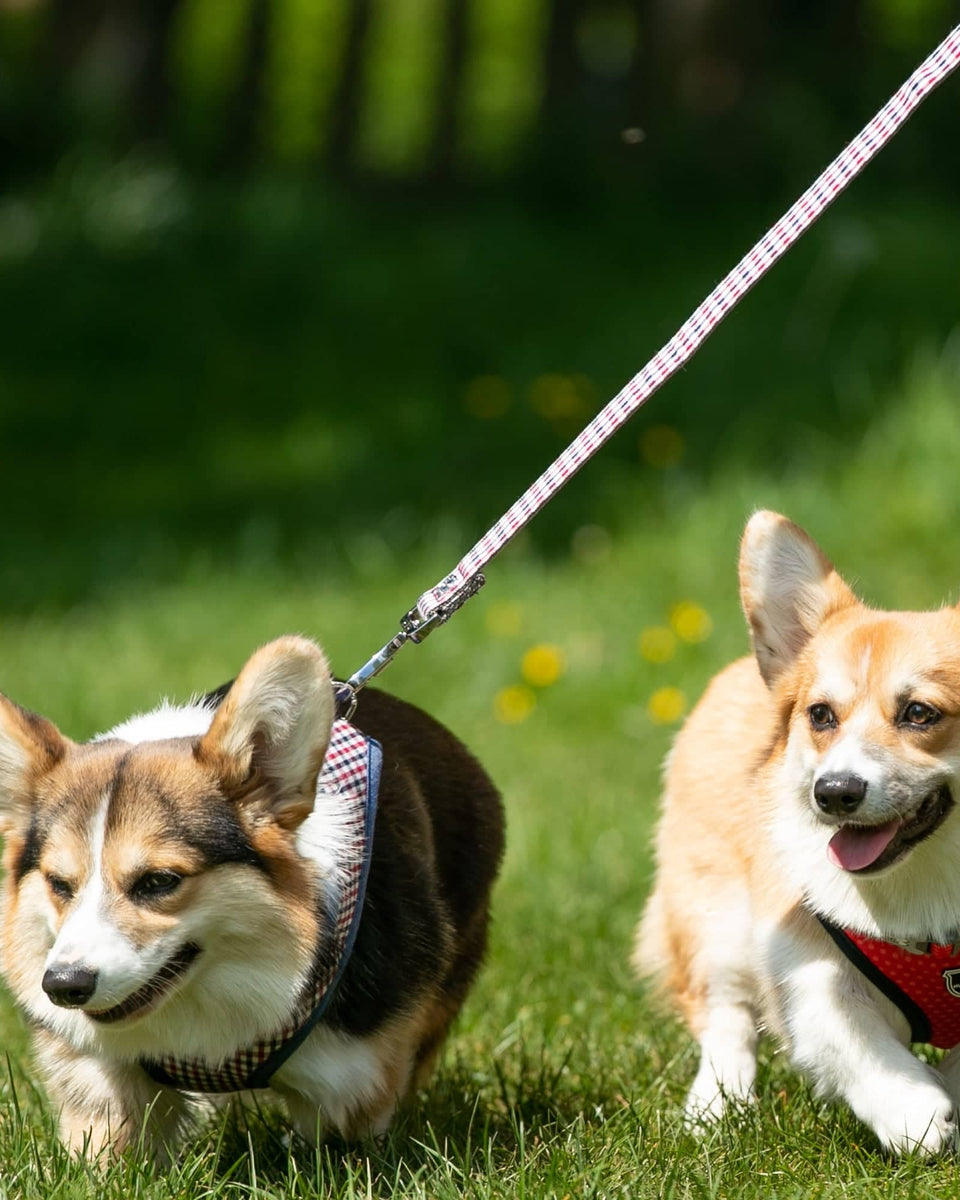 Fabric Dog Lead Checked Navy and Red Hugo & Hudson London