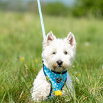 Fabric Dog Lead - Turquoise Star