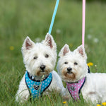 Fabric Dog Lead - Turquoise Star