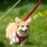 Fabric Dog Lead - Red and Coral Polka Dot
